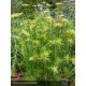 CYPERUS haspan