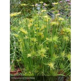 CYPERUS haspan