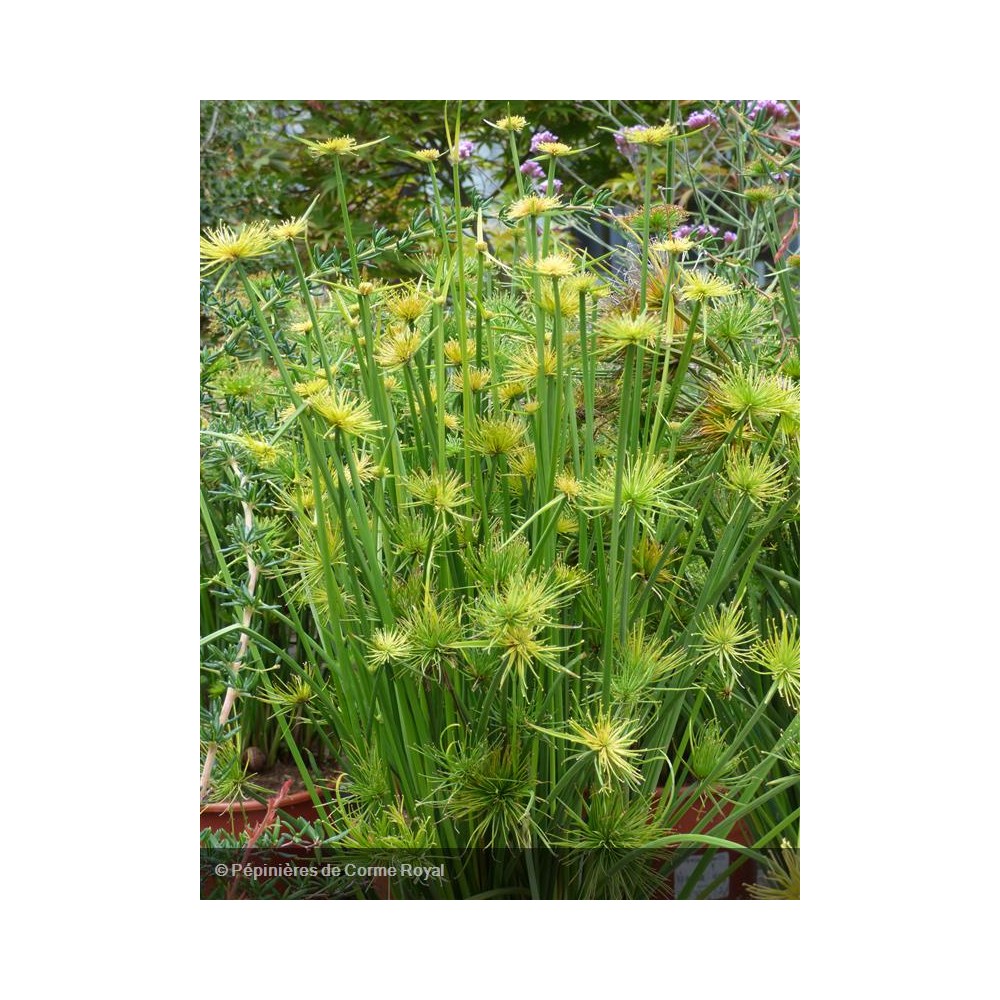 CYPERUS haspan