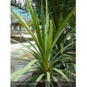 DRACAENA australis Peko