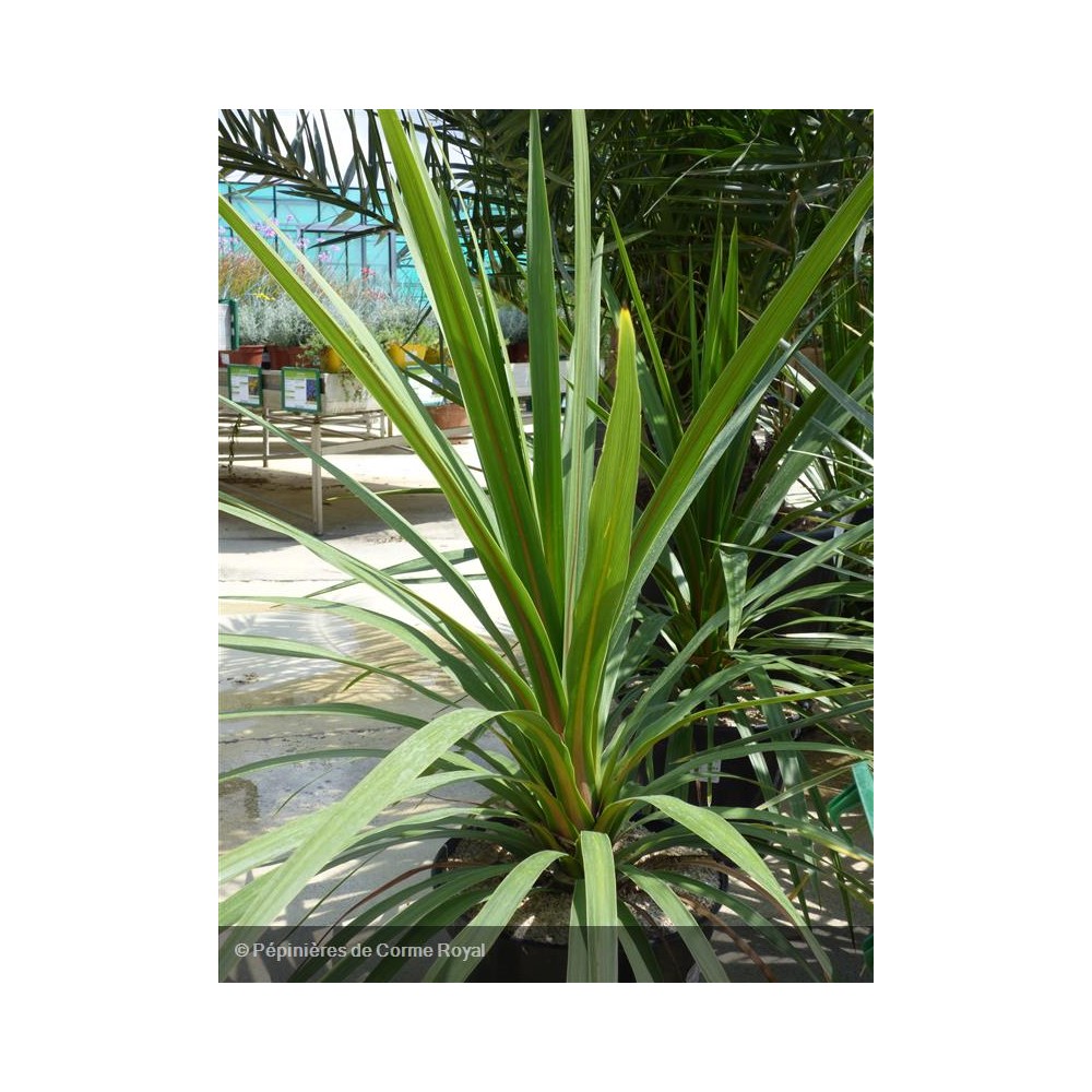 DRACAENA australis Peko