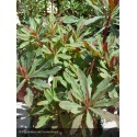 EUPHORBIA amygdaloides Purpurea