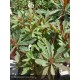 EUPHORBIA amygdaloides Purpurea