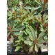 EUPHORBIA amygdaloides Purpurea