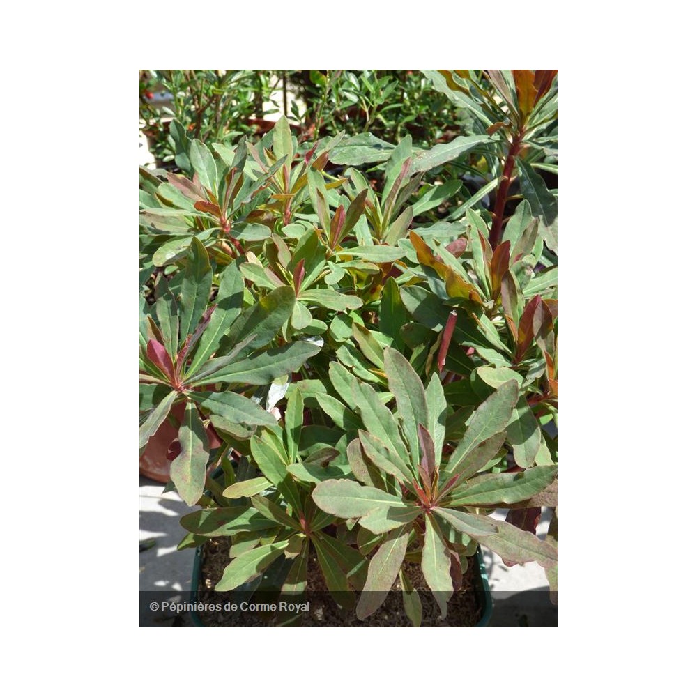 EUPHORBIA amygdaloides Purpurea