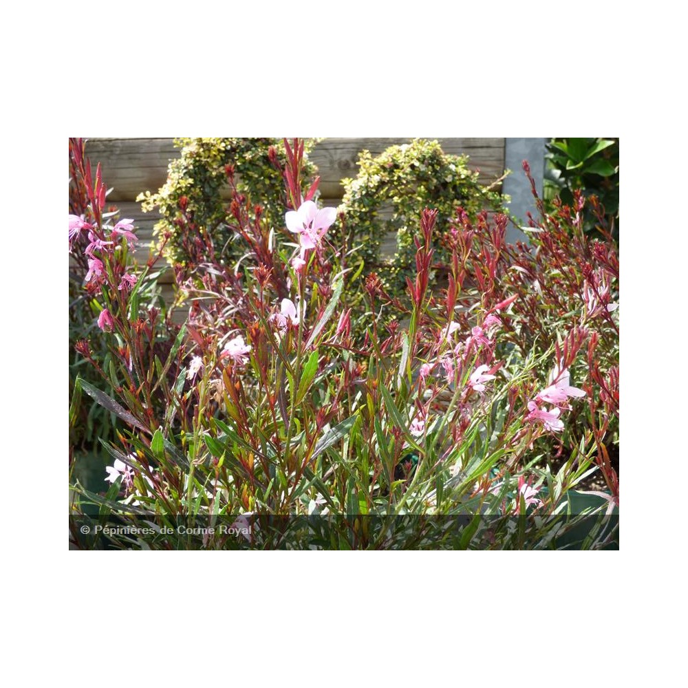 GAURA lindheimeri Gauriella