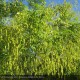 SOPHORA japonica