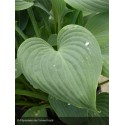 HOSTA Fragrant Blue