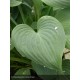 HOSTA Fragrant Blue