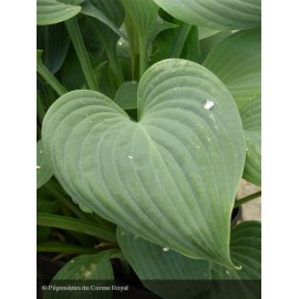 HOSTA Fragrant Blue