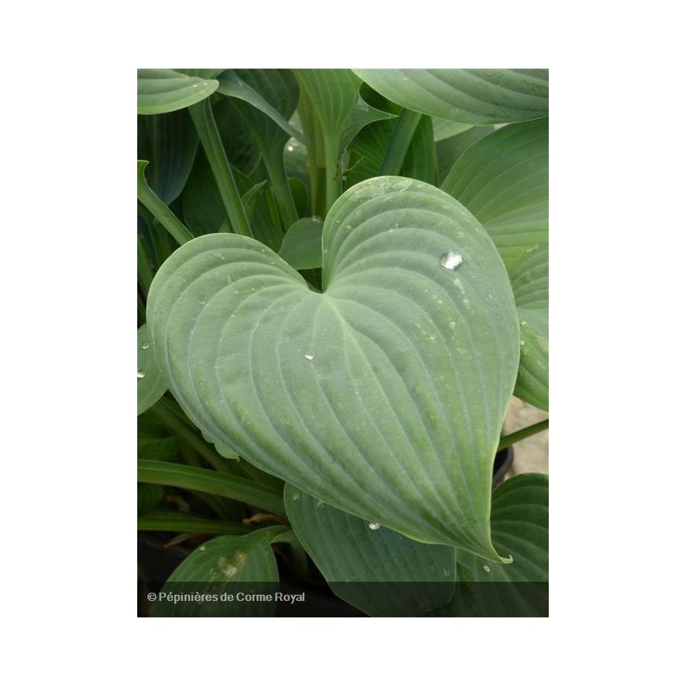 HOSTA Fragrant Blue