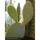 OPUNTIA scheerii