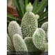 OPUNTIA microdasys Snowqueen