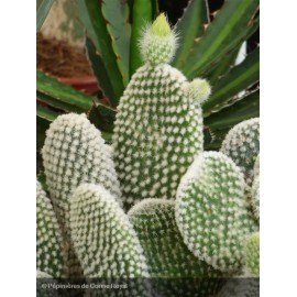 OPUNTIA microdasys Snowqueen