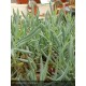 SENECIO mandraliscae