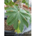 TETRAPANAX papyrifera Rex