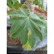 TETRAPANAX papyrifera Rex