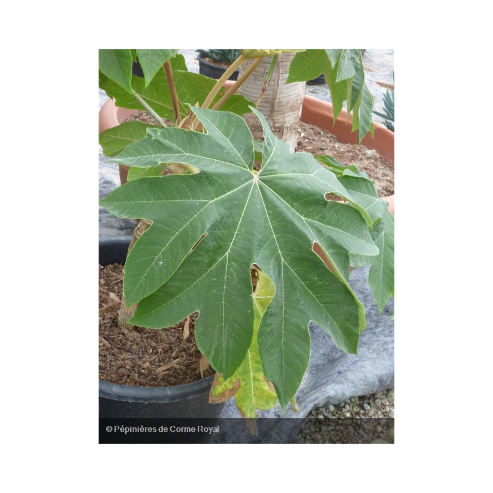 TETRAPANAX papyrifera Rex