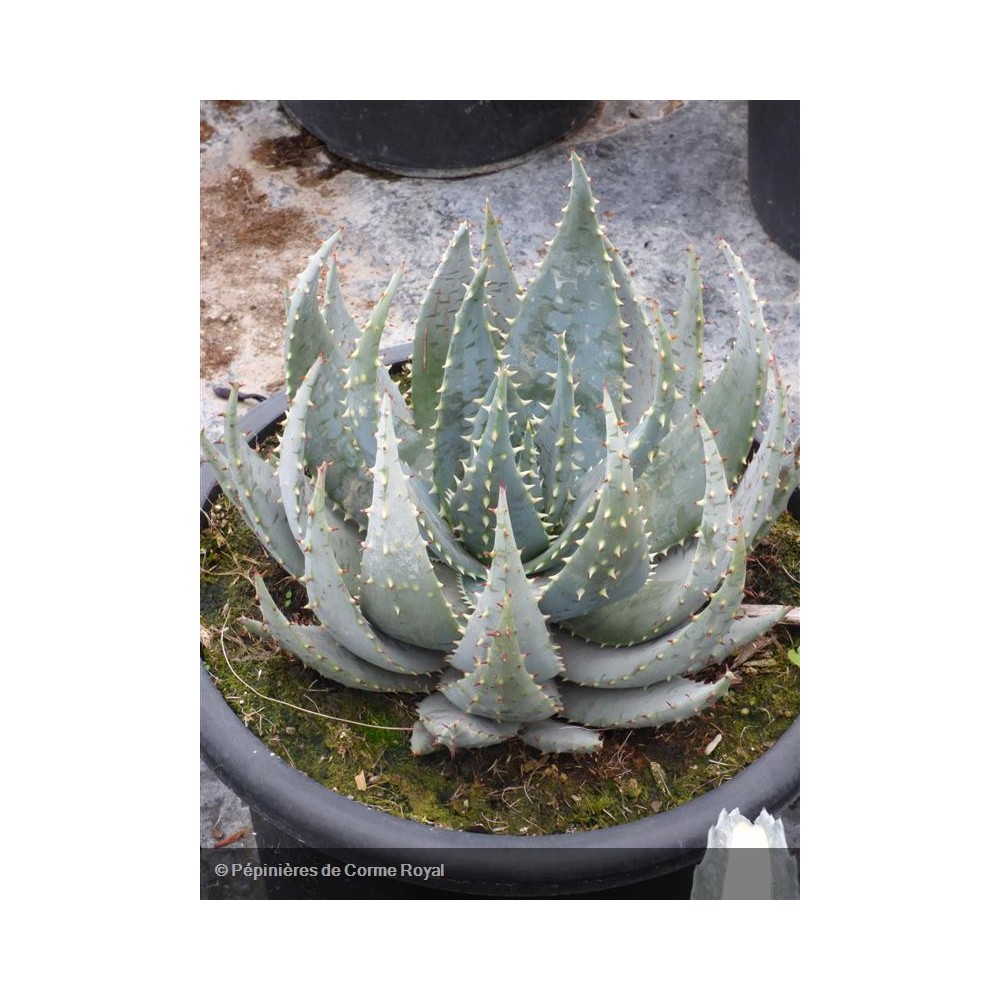 aloe vera faith in nature Faith in Nature Aloe Vera Body Wash 400ml main image 1