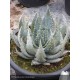 ALOE reitzii