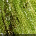 SALIX alba Tristis