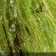 SALIX alba Tristis