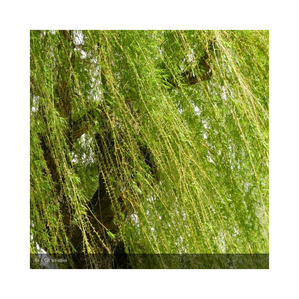 SALIX alba Tristis