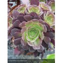 AEONIUM Velour