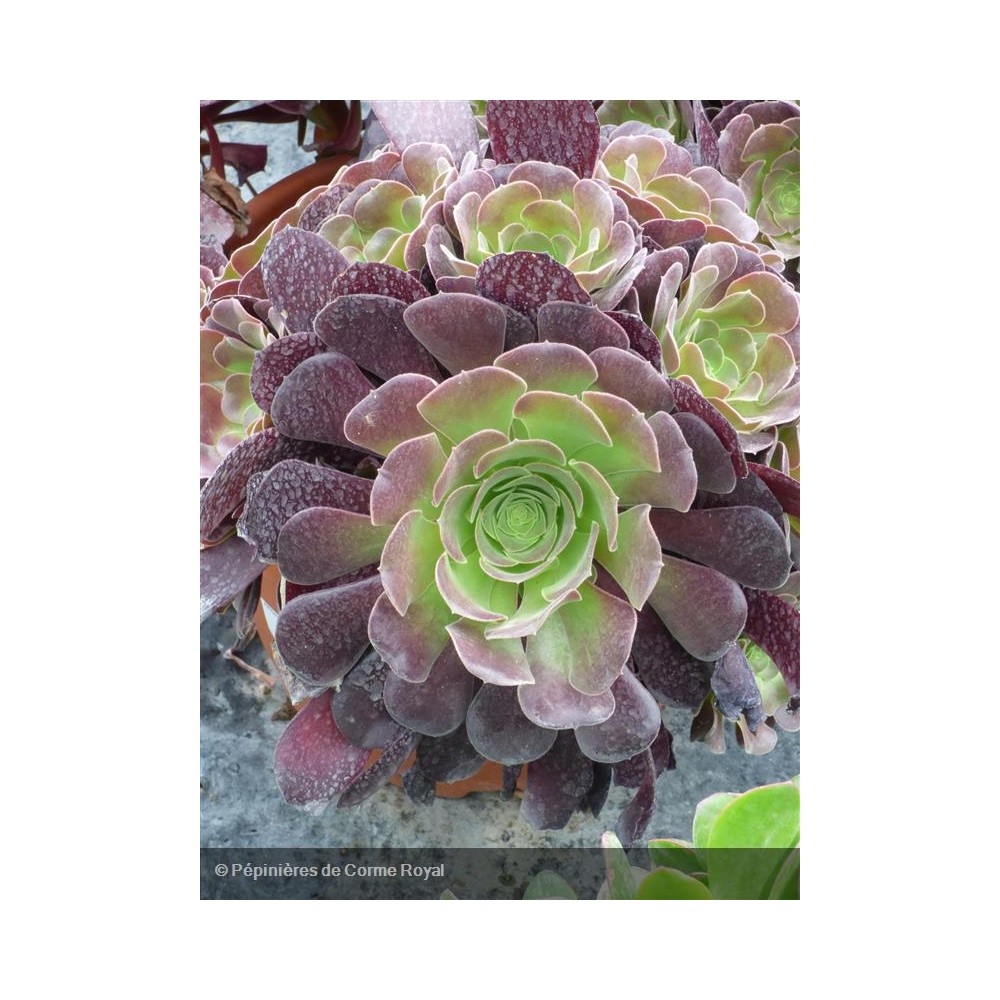 AEONIUM Velour