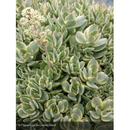 CRASSULA ovata Variegata