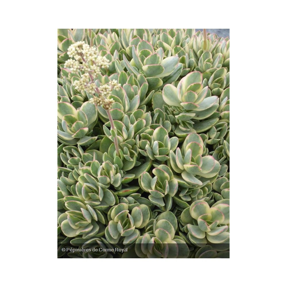 CRASSULA ovata Variegata