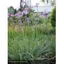 TULBAGHIA violacea Silver Lace