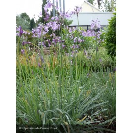 TULBAGHIA violacea Silver Lace