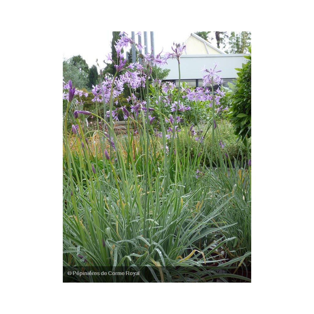 TULBAGHIA violacea Silver Lace