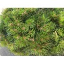 PINUS nigra Brepo