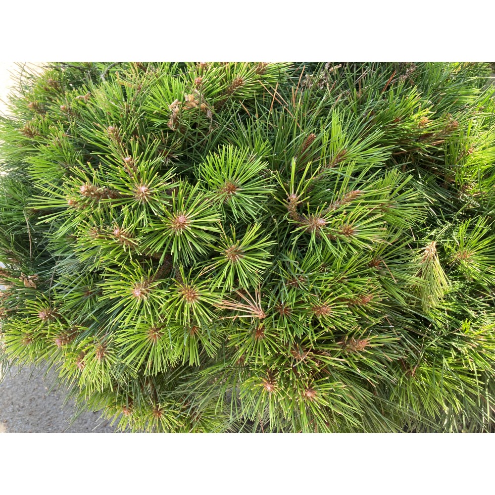 PINUS nigra Brepo