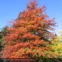 QUERCUS palustris