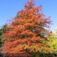 QUERCUS palustris