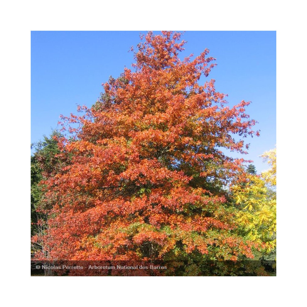 QUERCUS palustris