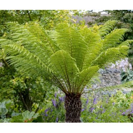 DICKSONIA antartica