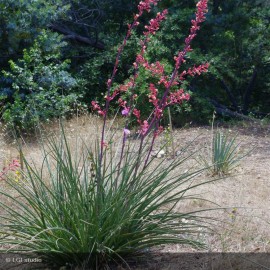 HESPERALOE parviflora