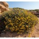 HELICHRYSUM italicum