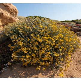 HELICHRYSUM italicum