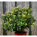 HYPERICUM inodorum Magical Sunshine®