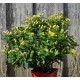 HYPERICUM inodorum Magical Sunshine®