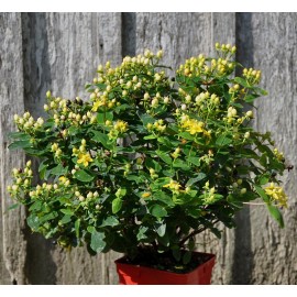 HYPERICUM inodorum Magical Sunshine®