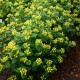 HYPERICUM inodorum Magical Sunshine®