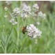 LAVANDULA angustifolia Edelweiss