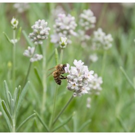 LAVANDULA angustifolia Edelweiss