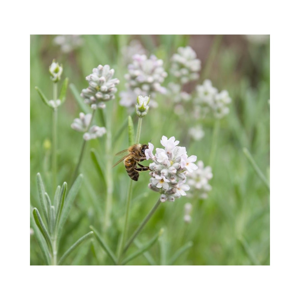 LAVANDULA angustifolia Edelweiss